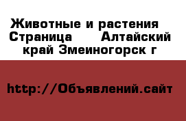  Животные и растения - Страница 11 . Алтайский край,Змеиногорск г.